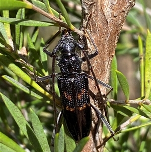 Phoracantha obscura at Jerrabomberra, NSW - 7 Dec 2024 03:00 PM