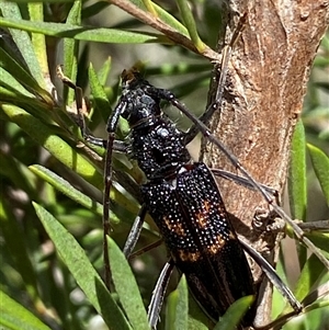 Phoracantha obscura at Jerrabomberra, NSW - 7 Dec 2024