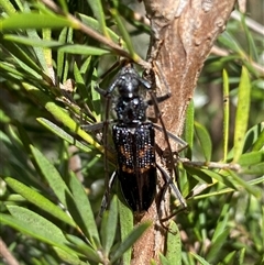 Phoracantha obscura at Jerrabomberra, NSW - 7 Dec 2024