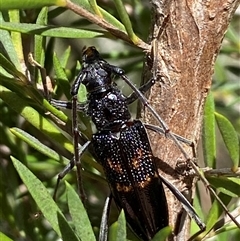 Phoracantha obscura at Jerrabomberra, NSW - 7 Dec 2024 03:00 PM