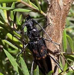 Phoracantha obscura at Jerrabomberra, NSW - 7 Dec 2024