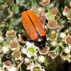 Castiarina amplipennis at Jerrabomberra, NSW - 7 Dec 2024 by SteveBorkowskis