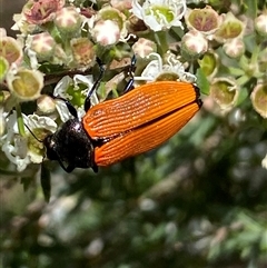 Castiarina amplipennis at Jerrabomberra, NSW - 7 Dec 2024 02:57 PM