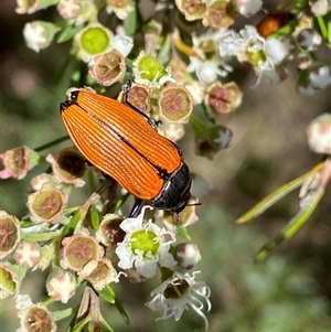 Castiarina amplipennis at Jerrabomberra, NSW - 7 Dec 2024 02:57 PM