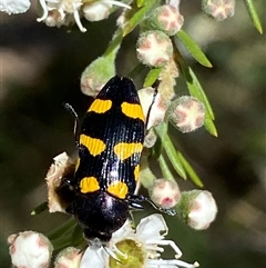 Castiarina australasiae at Jerrabomberra, NSW - 7 Dec 2024 by SteveBorkowskis