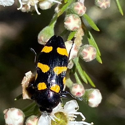 Castiarina australasiae (A jewel beetle) at Jerrabomberra, NSW - 7 Dec 2024 by SteveBorkowskis