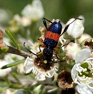 Obrida fascialis (One banded longicorn) at Jerrabomberra, NSW by SteveBorkowskis