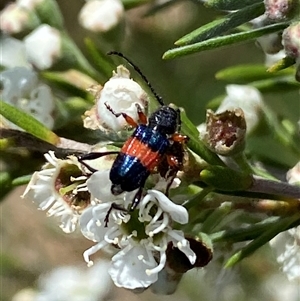 Obrida fascialis at Jerrabomberra, NSW - 7 Dec 2024