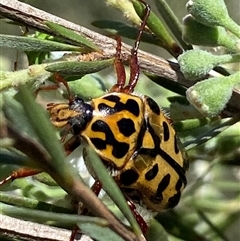 Neorrhina punctata (Spotted flower chafer) at Jerrabomberra, NSW - 7 Dec 2024 by SteveBorkowskis