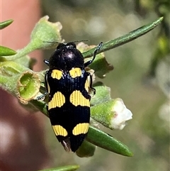 Castiarina australasiae at Jerrabomberra, NSW - 7 Dec 2024 by SteveBorkowskis