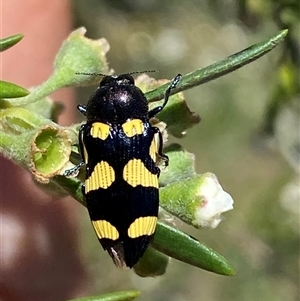 Castiarina australasiae at Jerrabomberra, NSW - 7 Dec 2024 02:37 PM