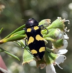 Castiarina australasiae at Jerrabomberra, NSW - 7 Dec 2024