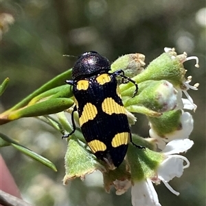 Castiarina australasiae at Jerrabomberra, NSW - 7 Dec 2024