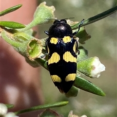 Castiarina australasiae at Jerrabomberra, NSW - 7 Dec 2024 02:37 PM