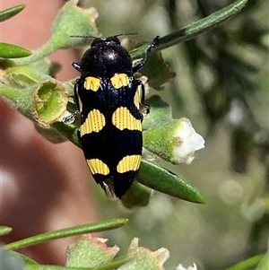 Castiarina australasiae at Jerrabomberra, NSW - 7 Dec 2024 02:37 PM