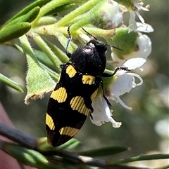 Castiarina australasiae at Jerrabomberra, NSW - 7 Dec 2024 02:37 PM