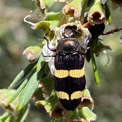 Castiarina vicina at Jerrabomberra, NSW - 7 Dec 2024 by SteveBorkowskis