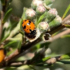 Hippodamia variegata (Spotted Amber Ladybird) at Jerrabomberra, NSW - 7 Dec 2024 by SteveBorkowskis