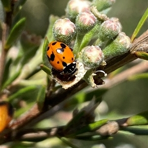 Hippodamia variegata (Spotted Amber Ladybird) at Jerrabomberra, NSW by SteveBorkowskis