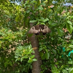 Papilio aegeus (Orchard Swallowtail, Large Citrus Butterfly) at Isaacs, ACT - 28 Nov 2024 by Sheridannew