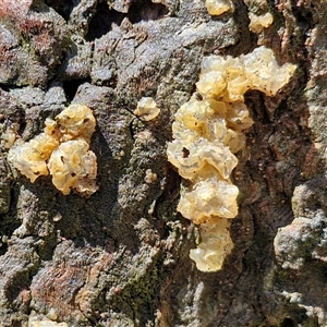 Unidentified Convoluted to brain-like [Brain jelly & look-alikes]  at Kingsdale, NSW by trevorpreston