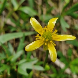 Ranunculus amphitrichus at Goulburn, NSW - 7 Dec 2024