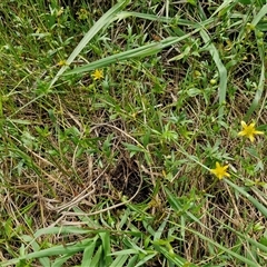 Ranunculus amphitrichus at Goulburn, NSW - 7 Dec 2024