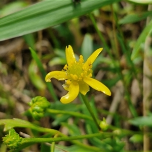 Ranunculus amphitrichus at Goulburn, NSW - 7 Dec 2024