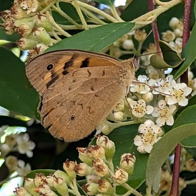 Heteronympha merope (Common Brown Butterfly) at Isaacs, ACT - 7 Dec 2024 by Sheridannew