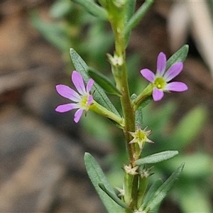 Lythrum hyssopifolia at Goulburn, NSW - 7 Dec 2024 12:08 PM