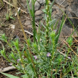 Lythrum hyssopifolia at Goulburn, NSW - 7 Dec 2024 12:08 PM