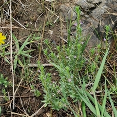 Lythrum hyssopifolia at Goulburn, NSW - 7 Dec 2024 12:08 PM