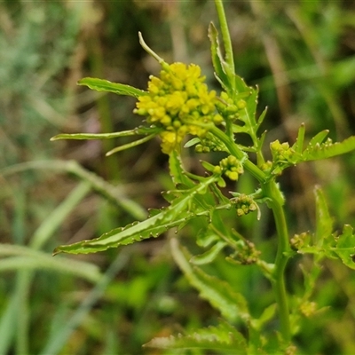 Rorippa palustris (Marsh Watercress) at Goulburn, NSW - 7 Dec 2024 by trevorpreston