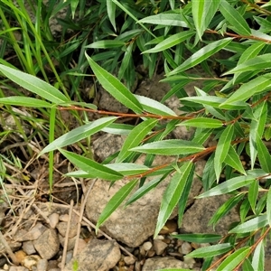 Salix nigra at Goulburn, NSW - 7 Dec 2024