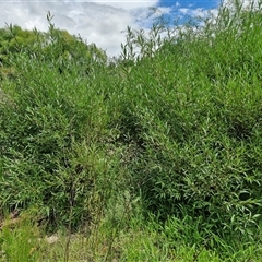 Salix nigra at Goulburn, NSW - 7 Dec 2024