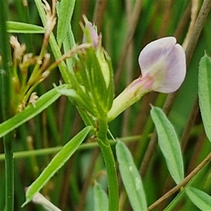 Vicia sativa (Common Vetch) at Goulburn, NSW by trevorpreston