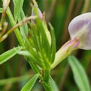 Vicia sativa at Goulburn, NSW - 7 Dec 2024 12:03 PM