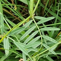 Vicia sativa at Goulburn, NSW - 7 Dec 2024 12:03 PM