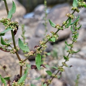 Rumex conglomeratus at Goulburn, NSW - 7 Dec 2024