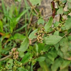 Rumex conglomeratus at Goulburn, NSW - 7 Dec 2024 12:02 PM