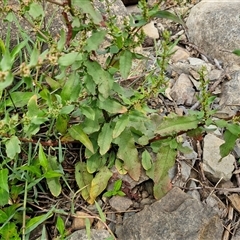 Rumex conglomeratus at Goulburn, NSW - 7 Dec 2024 12:02 PM