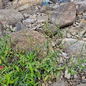 Rumex conglomeratus at Goulburn, NSW - 7 Dec 2024 12:02 PM