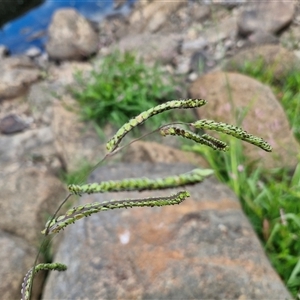 Paspalum dilatatum at Goulburn, NSW - 7 Dec 2024 12:01 PM