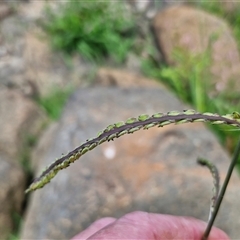 Paspalum dilatatum at Goulburn, NSW - 7 Dec 2024 12:01 PM