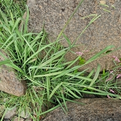 Paspalum dilatatum at Goulburn, NSW - 7 Dec 2024