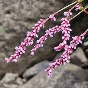 Persicaria decipiens at Goulburn, NSW - 7 Dec 2024