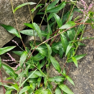 Persicaria decipiens at Goulburn, NSW - 7 Dec 2024