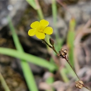 Linum trigynum at Goulburn, NSW - 7 Dec 2024 11:59 AM