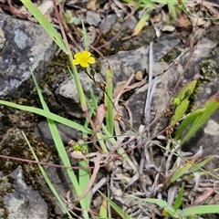 Linum trigynum at Goulburn, NSW - 7 Dec 2024 11:59 AM