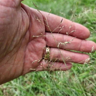 Eragrostis curvula (African Lovegrass) at Goulburn, NSW - 7 Dec 2024 by trevorpreston